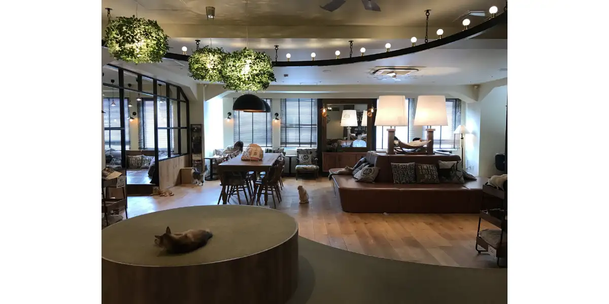 15 Cafe Theme Ideas to Captivate Everyone’s Attention 16 15. Cat Cafe-15 Cafe Theme Ideas to Captivate Everyone’s Attention-SURENSPACE